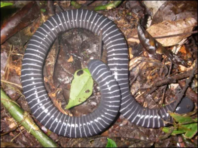 Le nom de cet animal est cécilie.