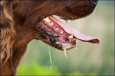 On produit environ 1,5L de salive par jour.