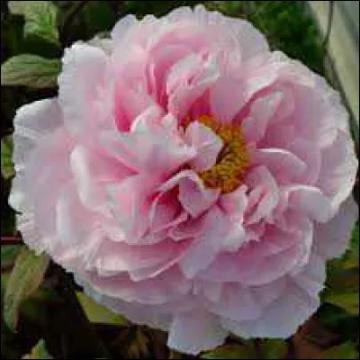 La question 13 parlait de pivoine.