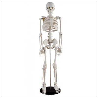 À l'âge adulte, le corps humain est composé de 206 os.