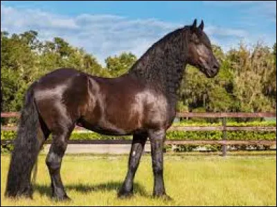 Ce cheval est un frison.
