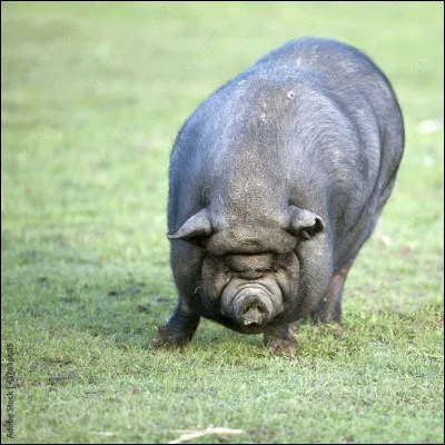 Dans les trois petits cochons, que fait le loup à la fin ?