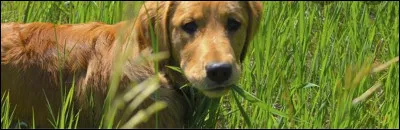Pourquoi les chiens mangent-ils de l'herbe ?