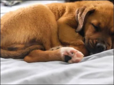 Combien de temps en moyenne dort un chien adulte ?