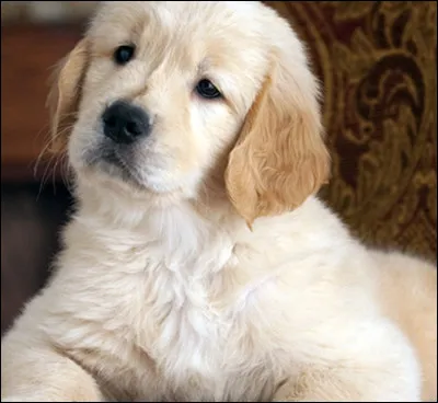 Quelle est la race de chien la plus intelligente ?