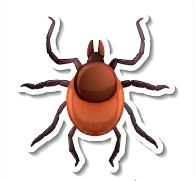 Comment enlever une tique sur un chien ?