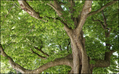 "Scrich Scrich". Il y a un bruit dans le buisson, que fais-tu ?