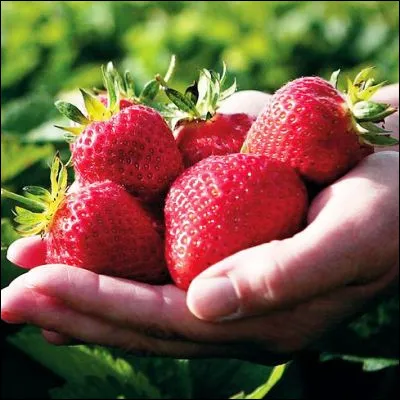 Quel terme d&eacute;signe l�action de pr&eacute;lever des plantes ou des parties de plantes dans un milieu naturel sauvage, g&eacute;n&eacute;ralement pour se nourrir ?