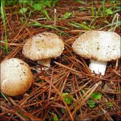 Sous quel nom est plus connu l�agaric bispore, un champignon comestible ?