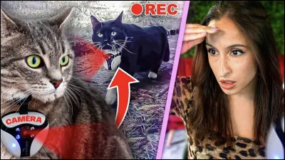 Quels sont les prénoms de ses deux chats ?