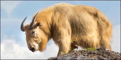 Animaux : Comment s'appelle ce bovidé caprin qui vit entre 2 000 et 4 500 mètres d'altitude dans les montagnes de l'ouest de la Chine ou dans l'Himalaya ?