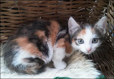 Quel mot tattire le plus ? (2)