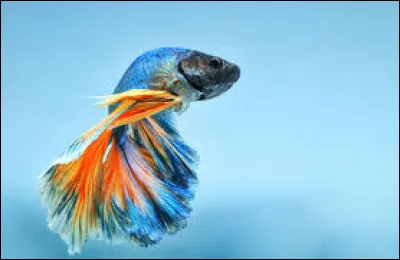 Comment dit-on le "poisson" en anglais ?