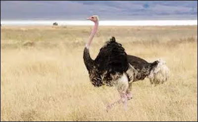 Comment dit-on "l'autruche" en anglais ?