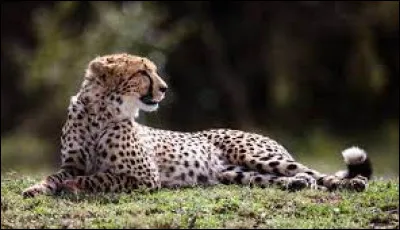 Comment dit-on le "guépard" en anglais ?