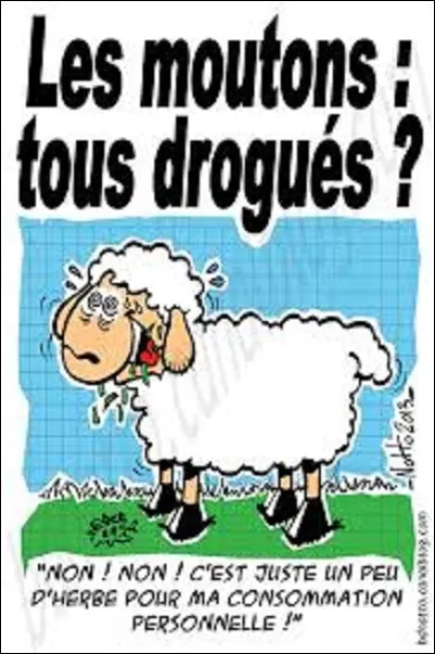 1999, Durham, Angleterre. Betty Stobbs, 67 ans, fait du vélo près d'une falaise, lorsqu'un troupeau de moutons la charge. Elle fait une chute de 30 m ; elle survit à la chute mais mourra tout de même. 
De quelle manière ?