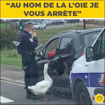 Elle oit l'oie ! Ce que nous oyons, l'oie l'oit-elle ?