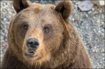 Ça, c'est un ours ou...