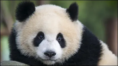Noir et blanc, c'est un panda.