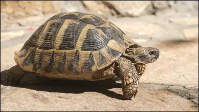 Qu'est-ce que c'est ?