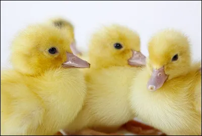 Quel est cet animal ?