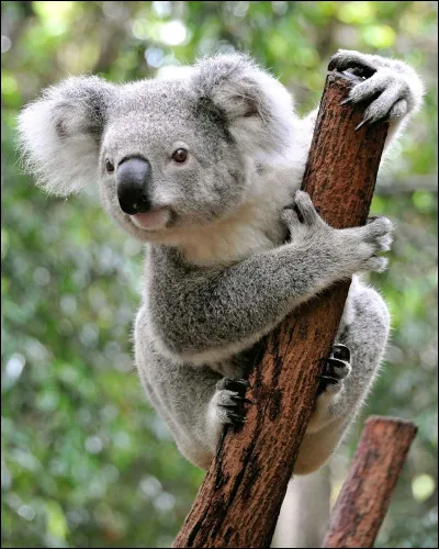 Le koala ou [...] en anglais.