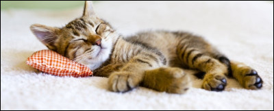 Combien de temps en moyenne un chat dort-il ?