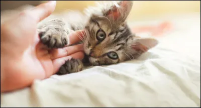 Pourquoi les chats nous mordillent-ils ?