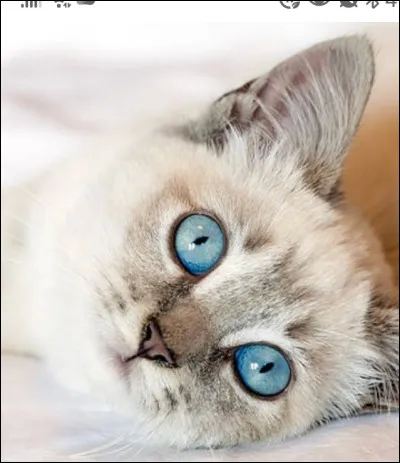 Pourquoi mon chat me fixe-t-il ?