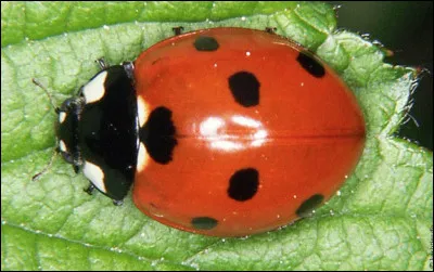 Le nombre de points sur le dos d'une coccinelle indique son âge