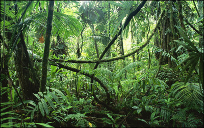 Que penses-tu de la jungle ?