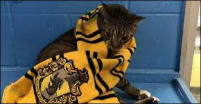 Quelle est cette couleur ?(imaginons quil ny a pas le bleu)