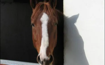 Quiz Galop 2