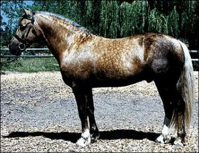Quelle particularité caractérise la robe de ce cheval ?