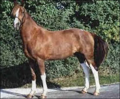 Comment se nomment ces balzanes ?