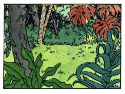 Une clairière dans une forêt, certes, mais laquelle ?