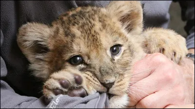 Adèle possède-t-elle un bébé lion ?