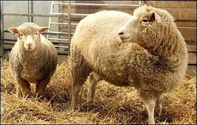 Sciences : Le 23 février 1997, des chercheurs écossais annoncent avoir réussi le premier clonage d'une brebis. Comment se prénommait cette brebis ?