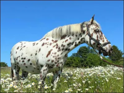 Est-ce vrai que l'appaloosa a failli ne plus exister ?