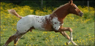 Par qui l'appaloosa a-t-il &eacute;t&eacute; cr&eacute;&eacute; ?