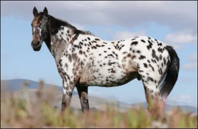 Quelle est sa taille ?