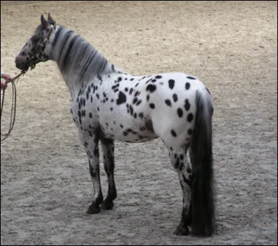 Quelle est la phrase qui correspond le mieux &agrave; sa robe ?