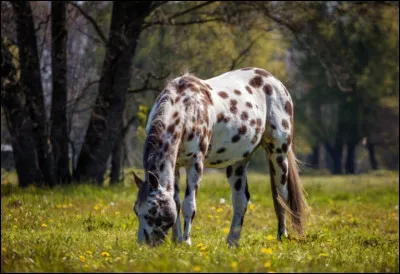 Il y a deux types d'appaloosa (2 races diff&eacute;rentes d'appaloosa) :