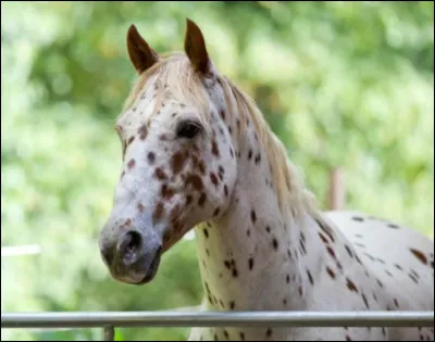 L'appaloosa est beaucoup utilis&eacute; pour l'agriculture pourquoi ?