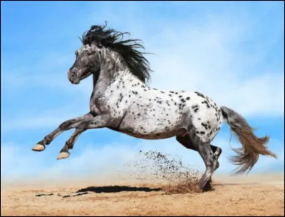 Les appaloosas ont eu plusieurs noms, mais allons &agrave; l'essentiel, quel a &eacute;t&eacute; le nom donn&eacute; &agrave; l'appaloosa par les trafiquants de fourrure ?