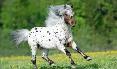 Que s'est il pass&eacute; en 1877 ?