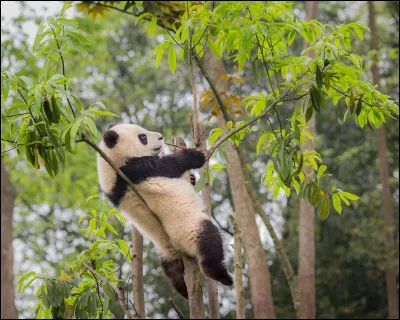 Quel est le seul pays où l'on peut voir des pandas géants évoluer dans leur environnement naturel ?