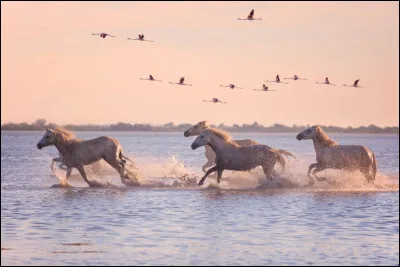 Retrouvez le nom de ce tableau français formé par les flamants roses, les chevaux blancs et la mer :