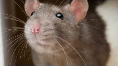 Tu manges plutôt...