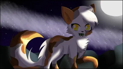 Parmi ces adjectifs, lequel te correspond le plus ?